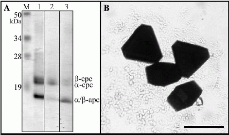 JSBPhycofig1