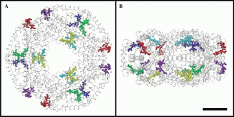 JSBPhycofig4